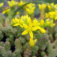 Yellow Sedum Flower seeds for Planting - Fragrant Blossoms, Heirloom & GMO Free Seeds for Home Garden