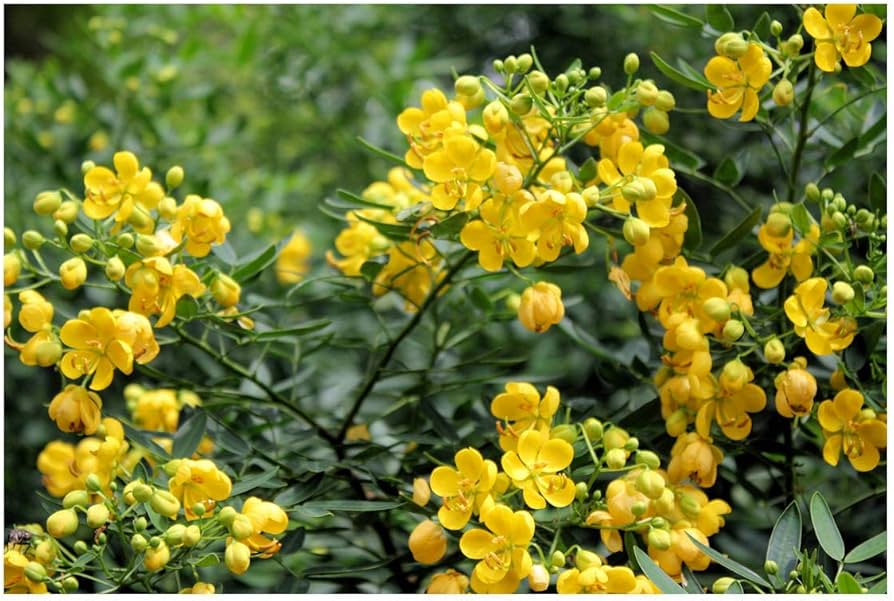 Yellow Candlestick Cassia Flower seeds for Planting - Hardy Variety, Heirloom & GMO Free Seeds for Home Garden