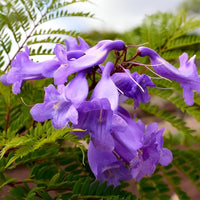 Purple Jacaranda Flower seeds for Planting - Bright Blooms, Heirloom & GMO Free Seeds for Home Garden