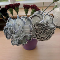 Gray Carnations Flower seeds for Planting Bright Blooms Heirloom & GMO Free Seeds for Home Garden 
 
 Sale seeds for home garden planting