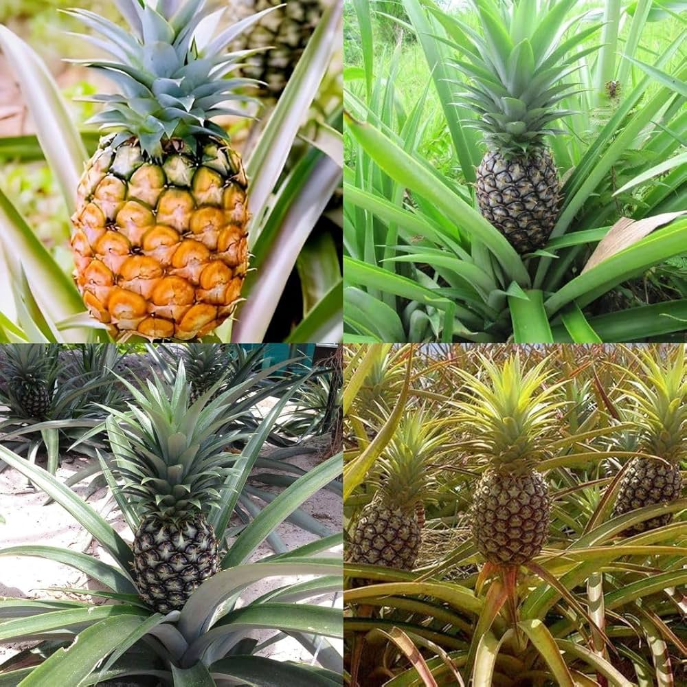 Yellow Pineapple Fruit Seeds Planting