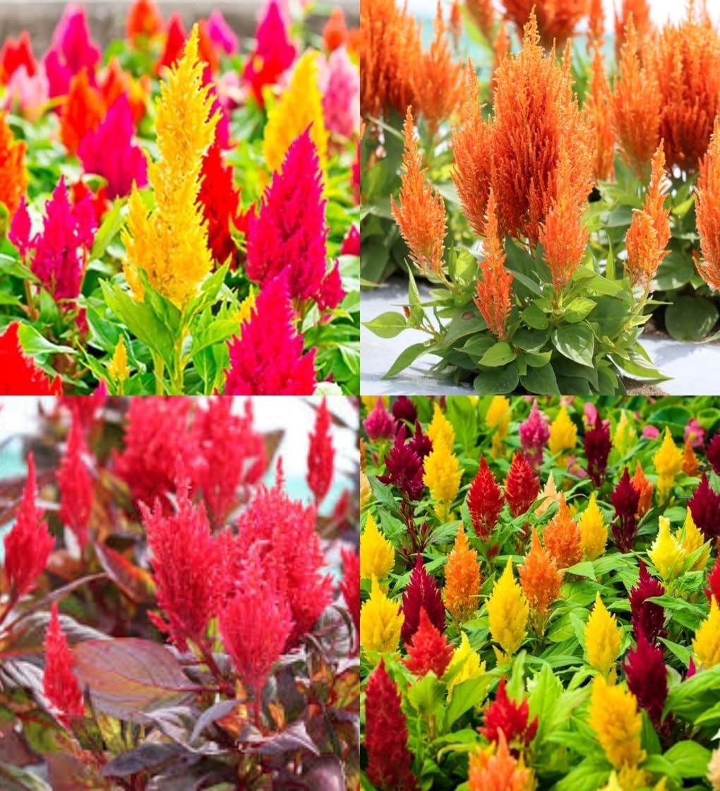 Plumed Flower Seeds for Vibrant Garden Planting