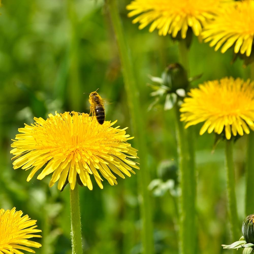 Yellow Dandelion Flower seeds for Planting - Perfect for Borders, Heirloom & GMO Free Seeds for Home Garden
 
 Sale seeds for planting in home garden