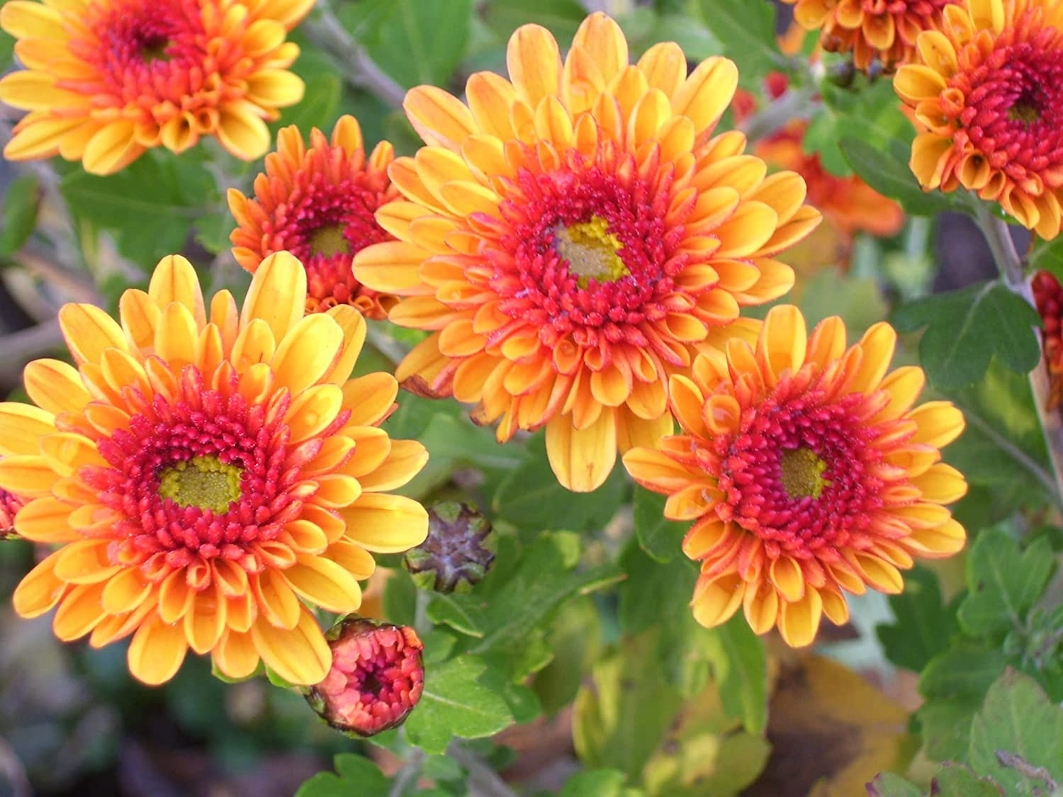 Yellow Red Chrysanthemum Flower seeds for Planting - Seasonal Bloomer, Heirloom & GMO Free Seeds for Home Garden