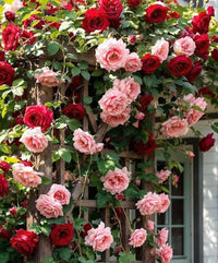 Semillas De Rosas Flower seeds for Planting Wildflower Mix Heirloom & GMO Free Seeds for Home Garden