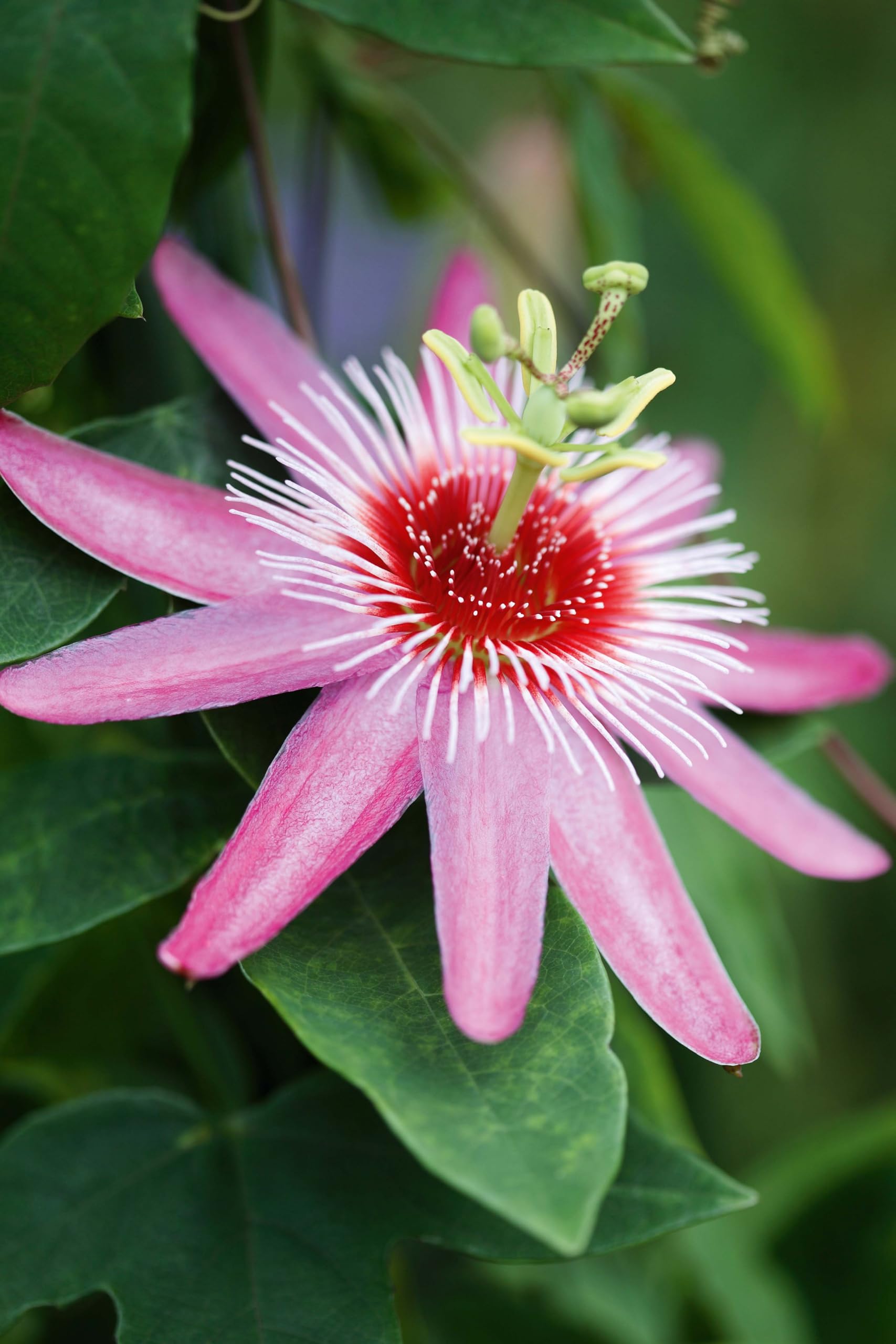 Passiflora Flower seeds for Planting Hardy Variety Heirloom & GMO Free Seeds for Home Garden