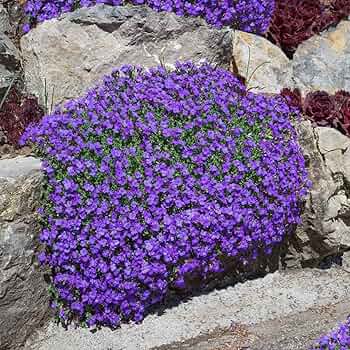 Aubrieta Perennial Flower seeds for Planting - Garden Favorite, Heirloom & GMO Free Seeds for Home Garden