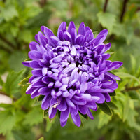 Giant Asters Flower Seeds for Planting