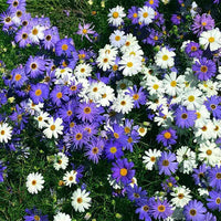 Heirloom Swan River Daisy Flower seeds for Planting Compact Growth Heirloom & GMO Free Seeds for Home Garden