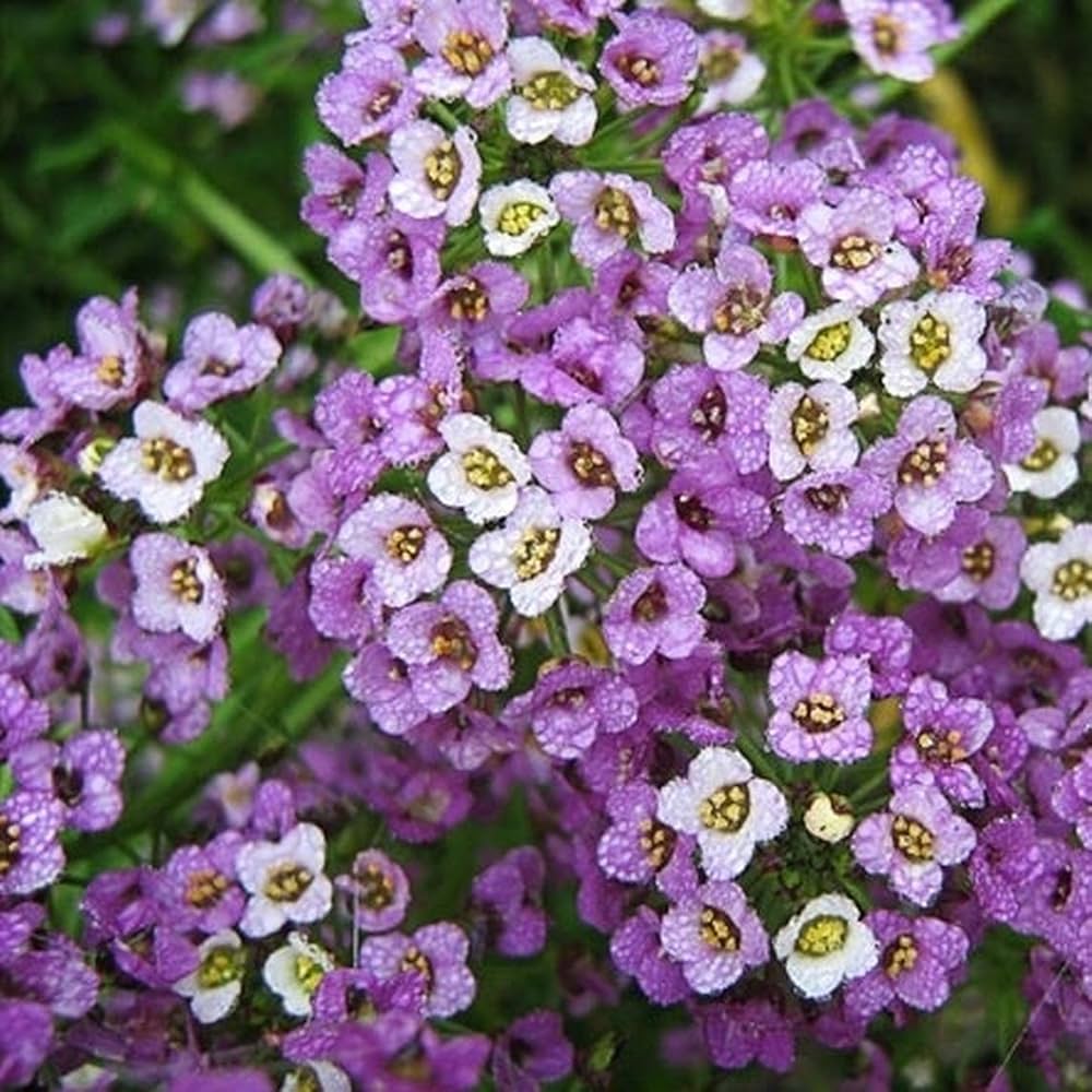 Alyssum Royal Carpet Seeds for Planting flower bed