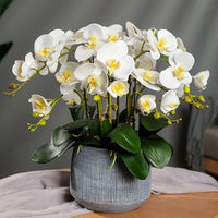 Phalaenopsis Yellow White Flower seeds for Planting - Bright Blooms, Heirloom & GMO Free Seeds for Home Garden
 
 Sale for planting in home garden.