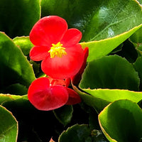 Red Begonia Flower seeds for Planting Vibrant Colors Heirloom & GMO Free Seeds for Home Garden 
 
 Sale seeds for home garden planting