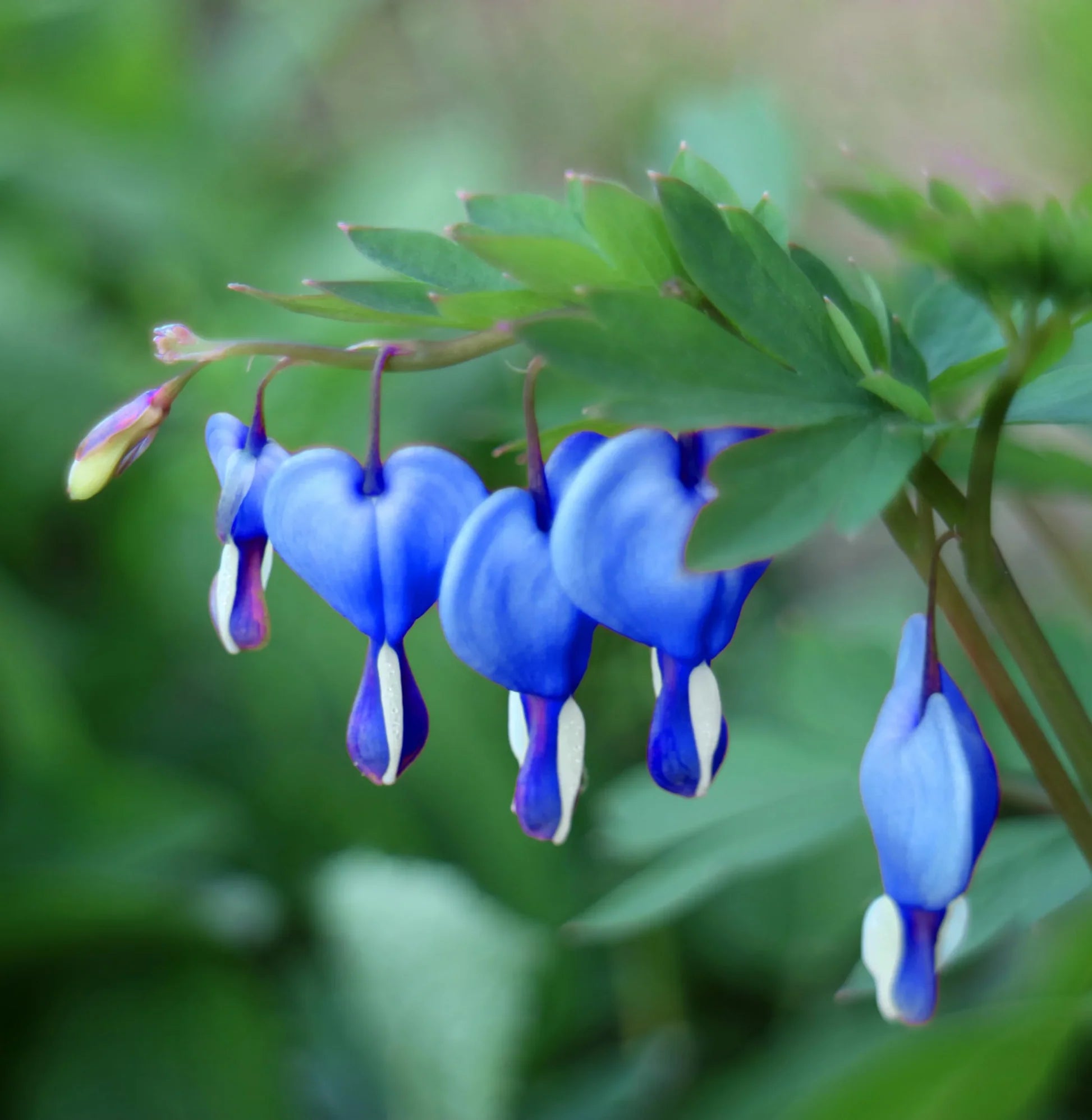 Blue Bleeding Heart Flower seeds for Planting - Long Bloom Season, Heirloom & GMO Free Seeds for Home Garden