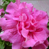 Petunia Hybrida Bonsai Balcony Flower Seeds