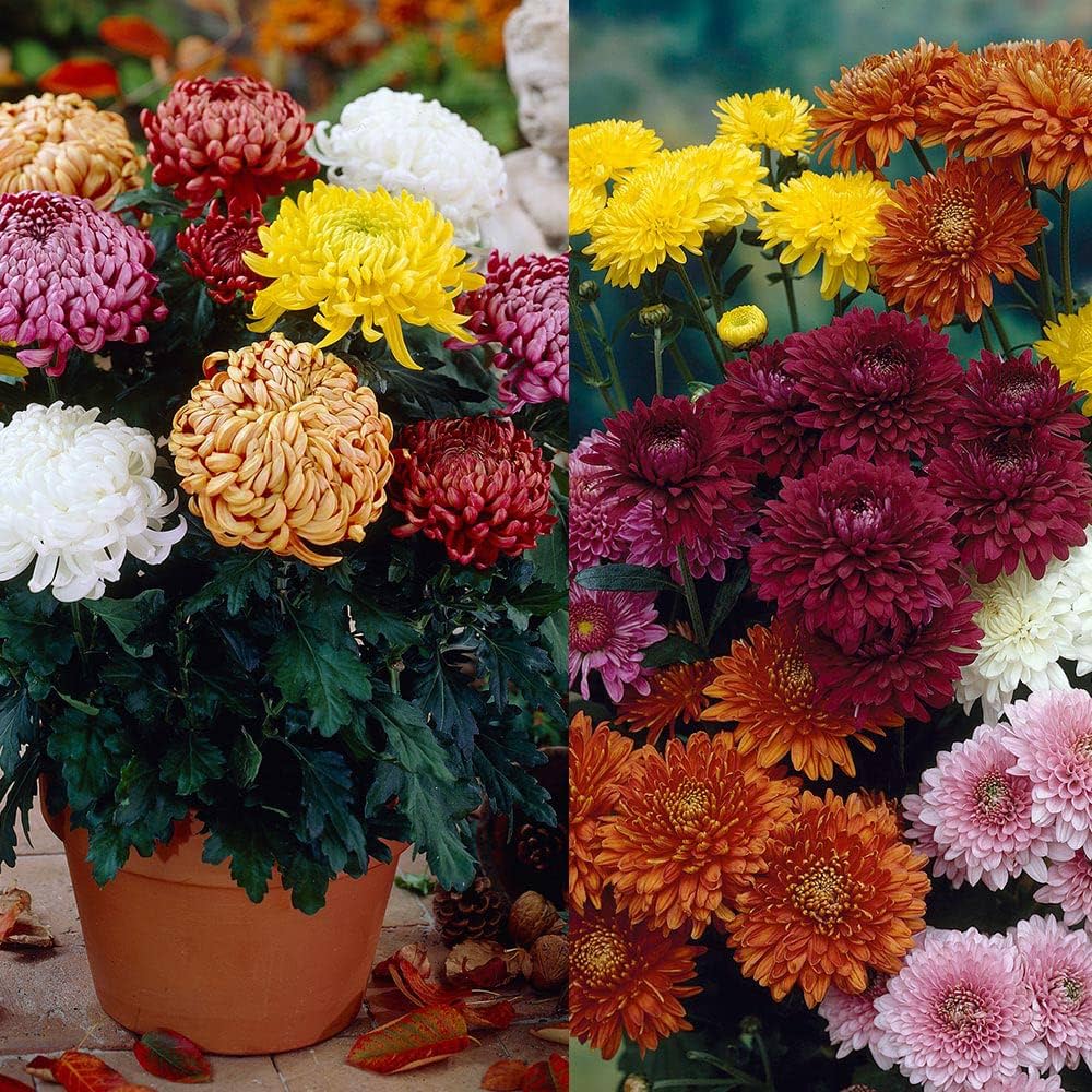 Chrysanthemum Flower seeds for Planting Hardy Variety Heirloom & GMO Free Seeds for Home Garden