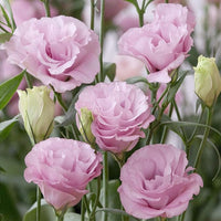 Light Pink Eustoma (Lisianthus) Flower seeds for Planting - Vibrant Colors, Heirloom & GMO Free Seeds for Home Garden
 
 Sale for planting in home garden