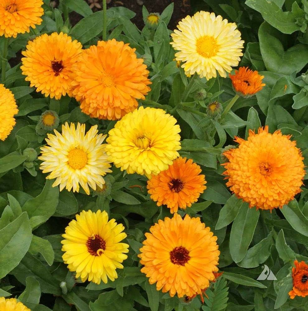 Yellow Flower Pot Flower seeds for Planting - Vibrant Colors, Heirloom & GMO Free Seeds for Home Garden