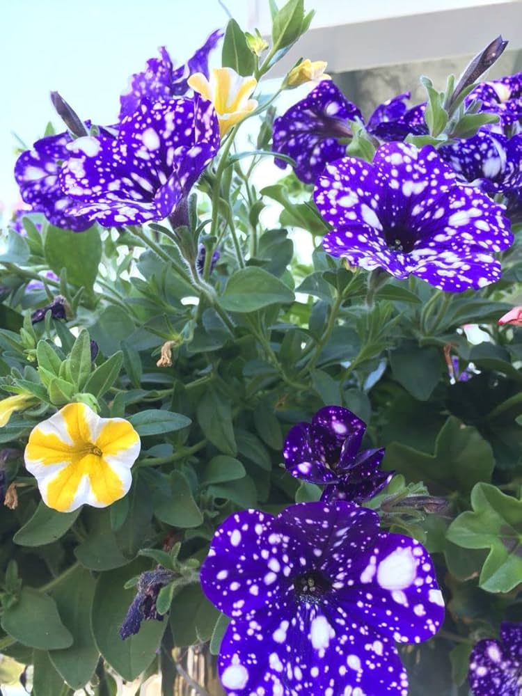 Petunia Flower Seeds 'Night Sky Blue'