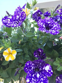 Petunia Flower Seeds 'Night Sky Blue'