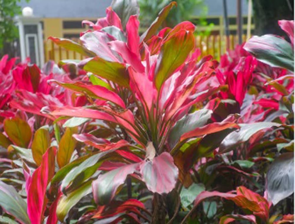 Cordyline Australis Flower seeds for Planting Fragrant Blossoms Heirloom & GMO Free Seeds for Home Garden 
 
 Sale