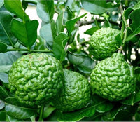 Kaffir Lime Seeds for Planting - Fresh Fruit Planting Collection