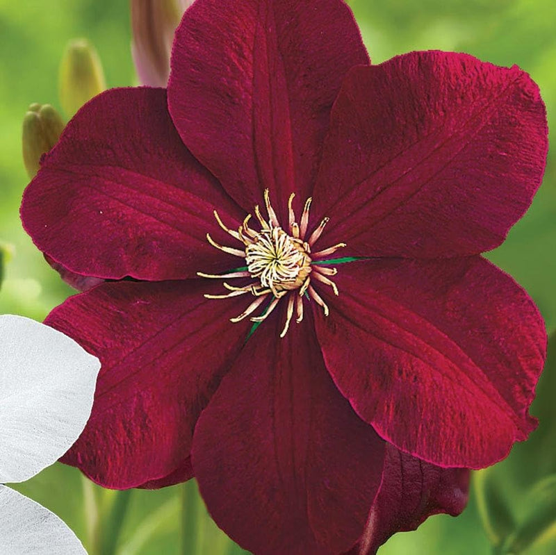 Clematis Burgundy Flower seeds for Planting - Low Maintenance, Heirloom & GMO Free Seeds for Home Garden