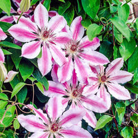 Mixed Clematis Flower seeds for Planting Fragrant Blossoms Heirloom & GMO Free Seeds for Home Garden 
 
 Sale