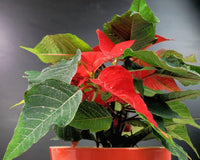 Red Green Poinsettia Flower seeds for Planting Rich Fragrance Heirloom & GMO Free Seeds For Home Garden 
 
 Sale