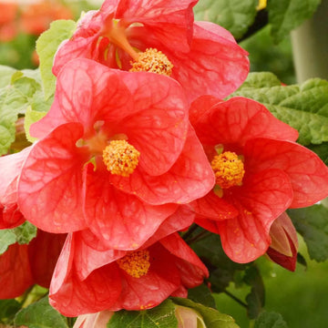 Abutilon Bella Flower seeds for Planting - Hardy Variety, Heirloom & GMO Free Seeds for Home Garden