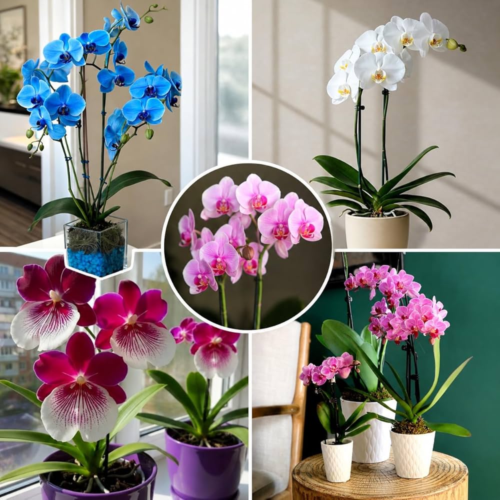 Mixed Phalaenopsis Orchid Seeds for Planting