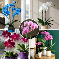 Mixed Phalaenopsis Orchid Seeds for Planting