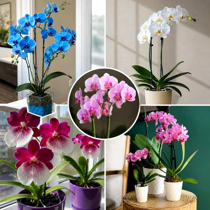 Mixed Phalaenopsis Orchid Seeds for Planting