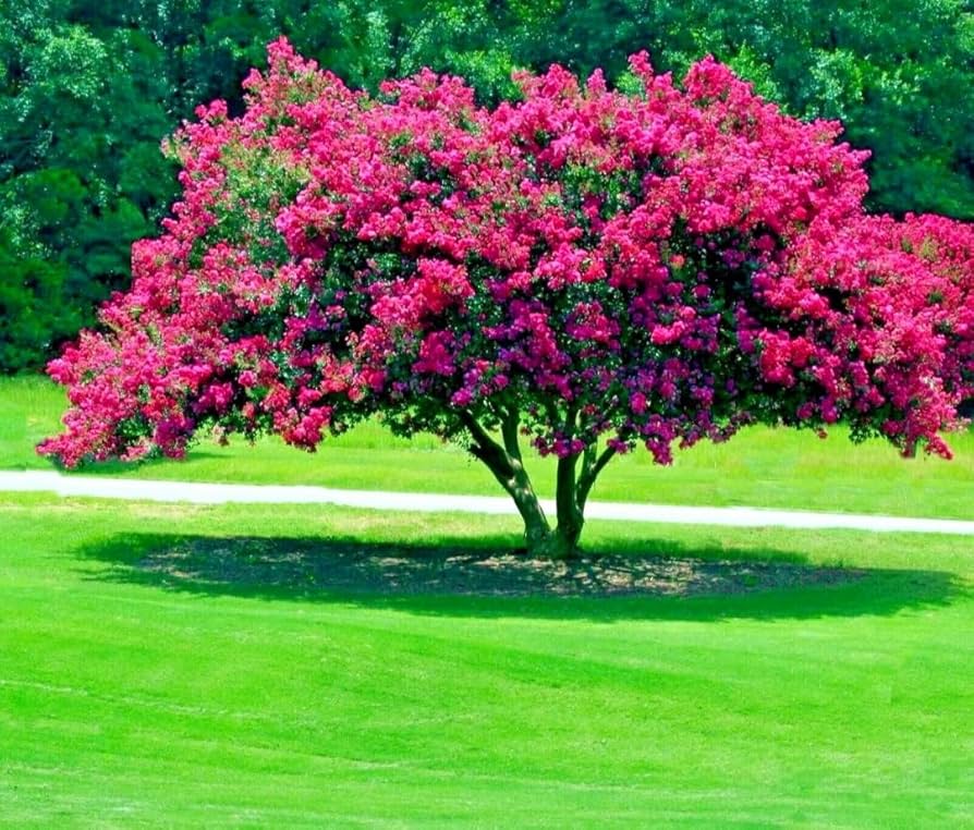 Crepe Myrtle Lagerstroemia Indica Seeds for Planting Flowering Hedges Yard