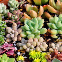 Mix Color Sedum Succulent Flower seeds for Planting Drought Tolerant Heirloom & GMO Free Seeds for Home Garden
 
 Sale