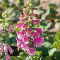 Pink Climbing Foxglove Flower Seeds for Planting - Stunning Biennial Blooms