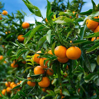 Orange Tangerine Tree Seeds for Planting | Grow Your Own Citrus Delight