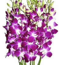 White Violet Orchid Flower seeds for Planting Sun Loving Heirloom & GMO Free Seeds for Home Garden