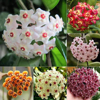 Hoya Flower seeds for Planting Garden Favorite Heirloom & GMO Free Seeds for Home Garden