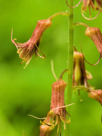 Tolmiea Flower Seeds for Easy Planting