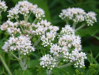 Heirloom Eupatorium Flower seeds for Planting Wildflower Mix Heirloom & GMO Free Seeds for Home Garden