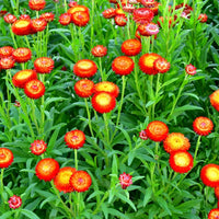 MultiColour Helichrysum Bracteatum Flower Seeds for Planting Cottage Garden Essential Heirloom & GMO Free Seeds for Home Garden
 
 Sale