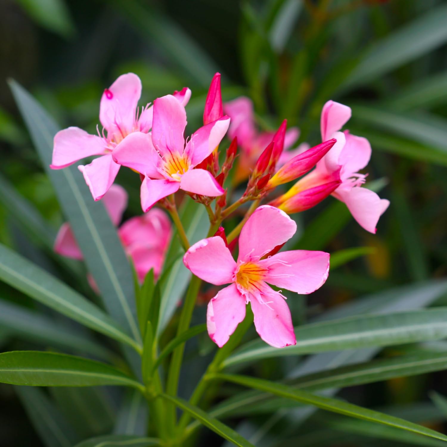 Nerium Flower seeds for Planting Vibrant Colors Heirloom & GMO Free Seeds for Home Garden 
 
 Sale