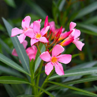 Nerium Flower seeds for Planting Vibrant Colors Heirloom & GMO Free Seeds for Home Garden 
 
 Sale