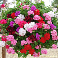 Pink Pelargonium Peltatum Flower Seeds for Planting Easy to Grow Heirloom & GMO Free Seeds for Home Garden
 
 Sale