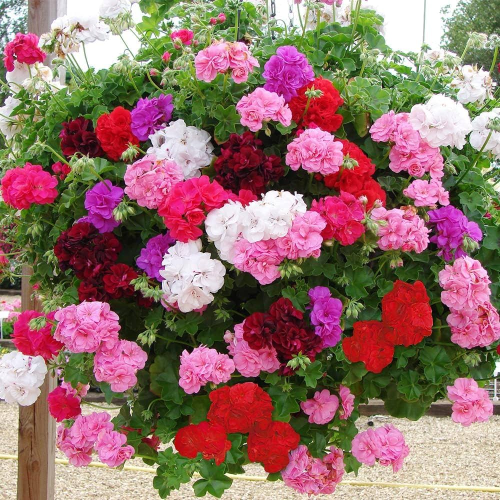 Mixed Geranium Seeds for vibrant garden flowers