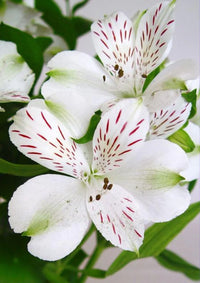 White Alstroemeria Flower seeds for Planting - Hardy Variety, Heirloom & GMO Free Seeds for Home Garden