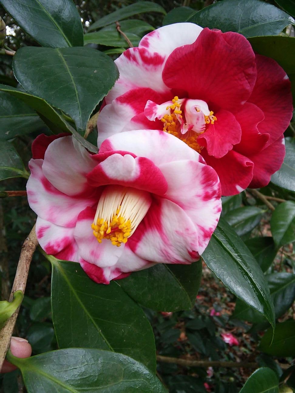 White Light Red Camellia Flower seeds for Planting - Seasonal Bloomer, Heirloom & GMO Free Seeds for Home Garden