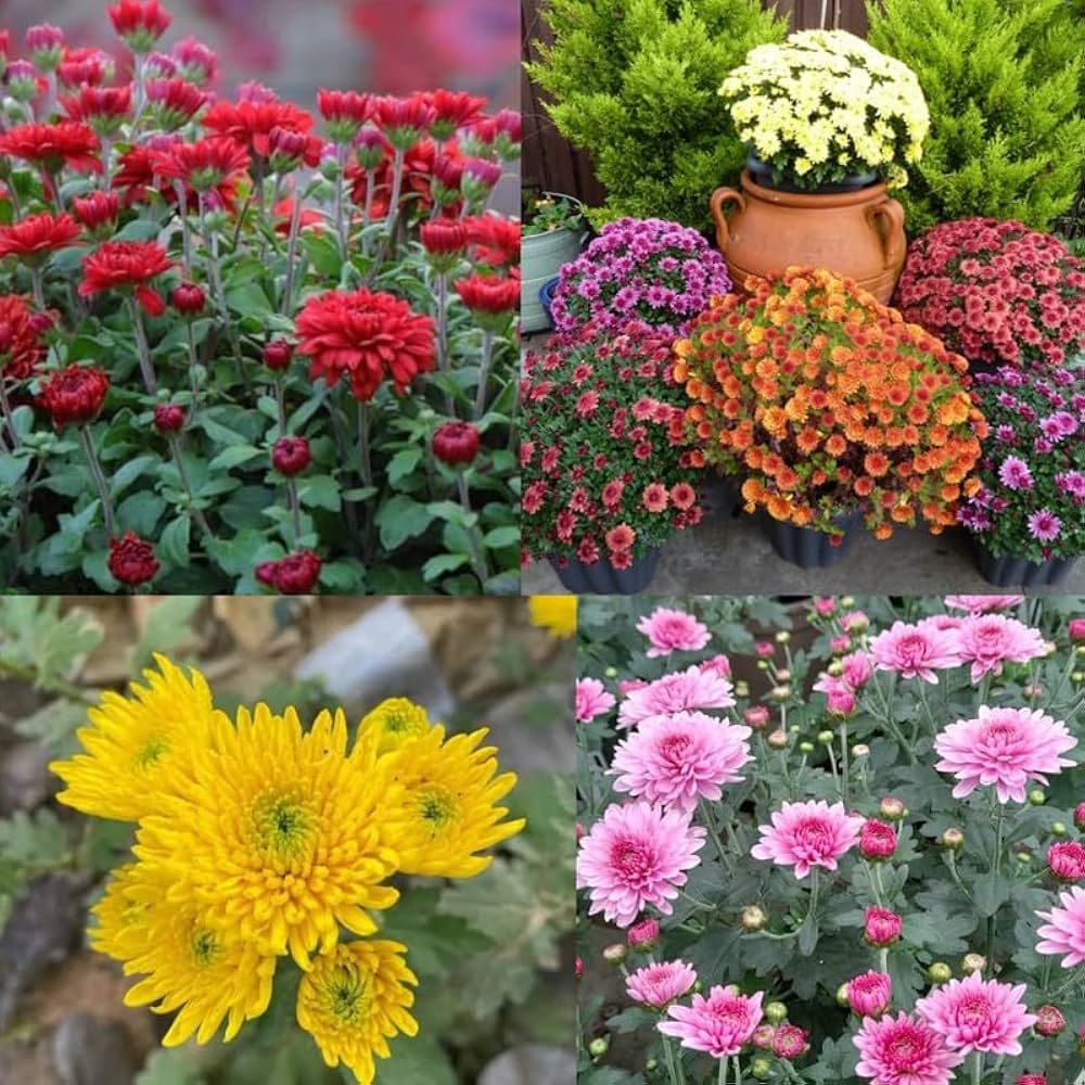 Chrysanthemum Seeds for Planting Chrysanthemum Morifolium flower bed autumn garden