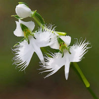 Egret Bonsai Flower seeds for Planting Colorful Display Heirloom & GMO Free Seeds for Home Garden