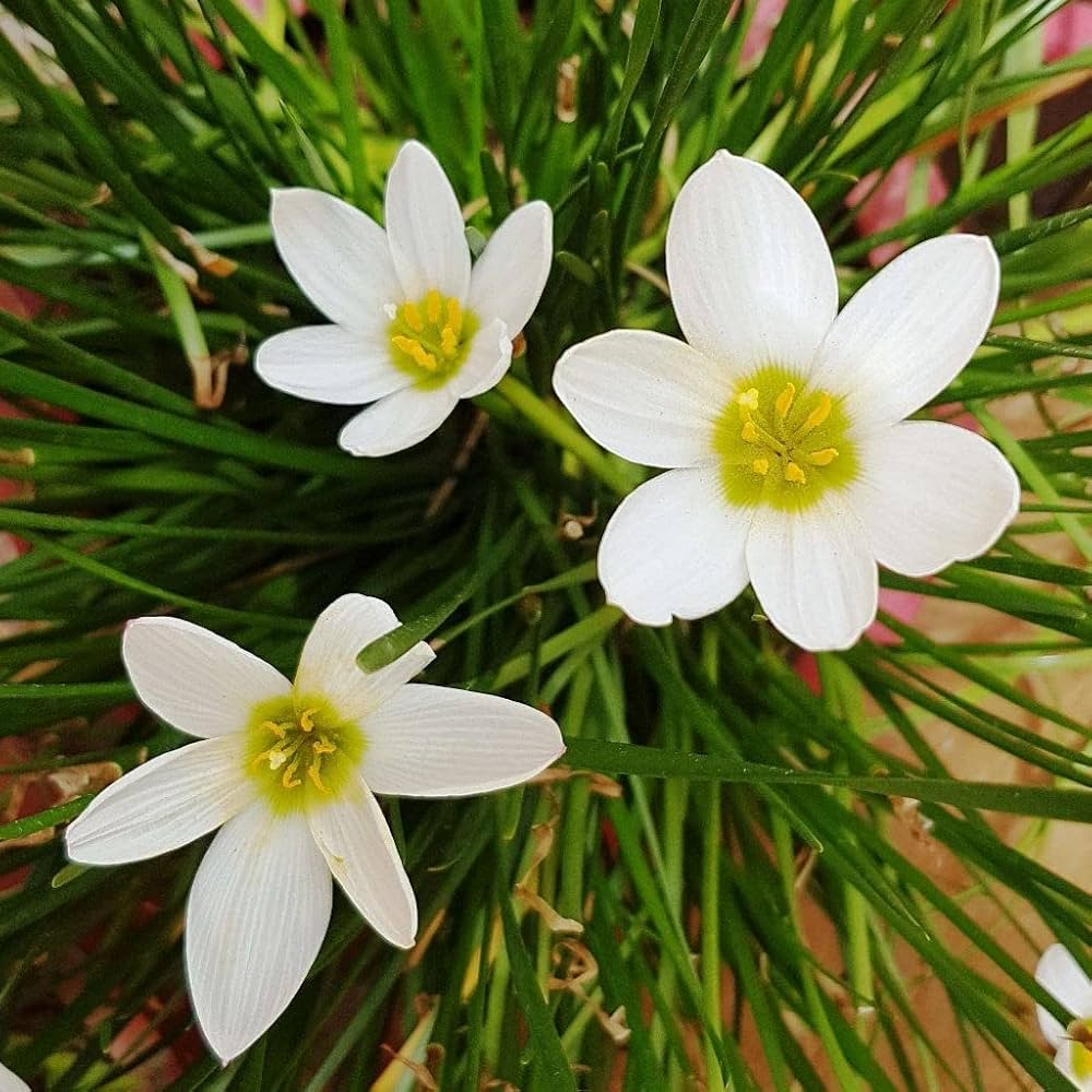 Zephyranthes Candida Flower seeds for Planting - Shade Tolerant, Heirloom & GMO Free Seeds for Home Garden